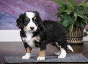 tri-colored female mini bernedoodle near Chicago Illinois