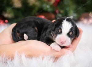 tri-colored female mini bernedoodle near Chicago Illinois