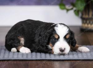 tri-colored female mini bernedoodle near Chicago Illinois