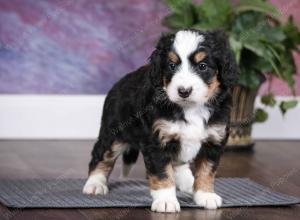 tri-colored female mini bernedoodle near Chicago Illinois