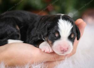 tri-colored female mini bernedoodle near Chicago Illinois