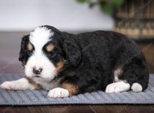 tri-colored female mini bernedoodle near Chicago Illinois