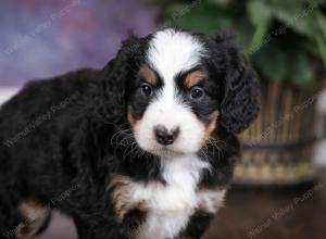 tri-colored female mini bernedoodle near Chicago Illinois