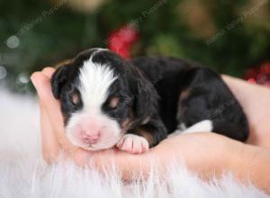 tri-colored female mini bernedoodle near Chicago Illinois