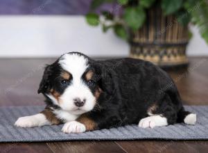 tri-colored female mini bernedoodle near Chicago Illinois