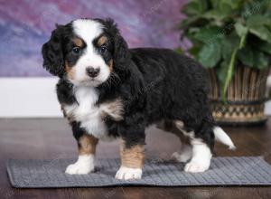 tri-colored female mini bernedoodle near Chicago Illinois