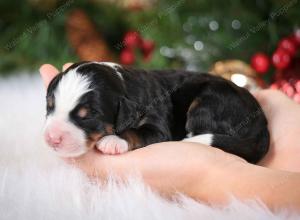 tri-colored female mini bernedoodle near Chicago Illinois