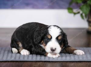 tri-colored female mini bernedoodle near Chicago Illinois