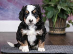 tri-colored female mini bernedoodle near Chicago Illinois