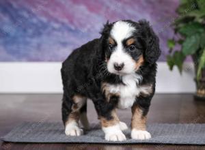 tri-colored female mini bernedoodle near Chicago Illinois