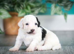 F1B mini bernedoodle near Chicago Illinois