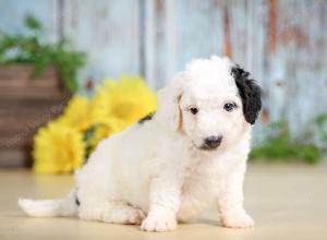 F1B mini bernedoodle near Chicago Illinois