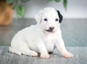 F1B mini bernedoodle near Chicago Illinois