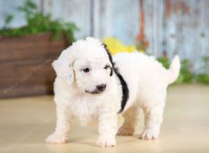 F1B mini bernedoodle near Chicago Illinois