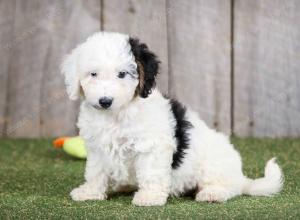 F1B mini bernedoodle near Chicago Illinois