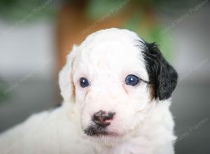 F1B mini bernedoodle near Chicago Illinois