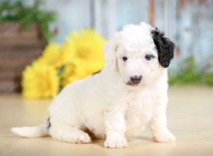 F1B mini bernedoodle near Chicago Illinois