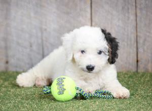 F1B mini bernedoodle near Chicago Illinois