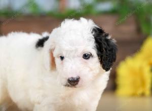 F1B mini bernedoodle near Chicago Illinois