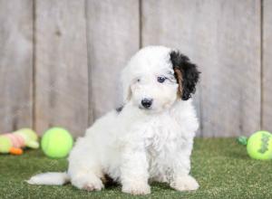 F1B mini bernedoodle near Chicago Illinois
