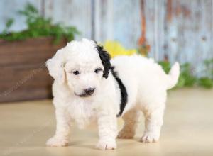 F1B mini bernedoodle near Chicago Illinois