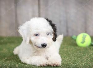F1B mini bernedoodle near Chicago Illinois