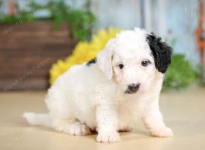 F1B mini bernedoodle near Chicago Illinois