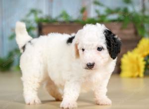 F1B mini bernedoodle near Chicago Illinois