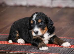 tri-colored standard bernedoodle near Chicago Illinois