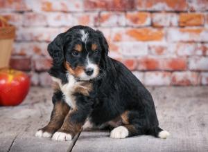 tri-colored standard bernedoodle near Chicago Illinois