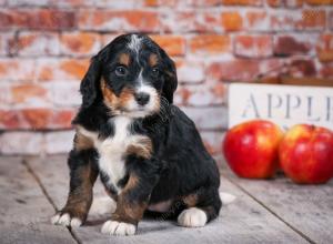 tri-colored standard bernedoodle near Chicago Illinois