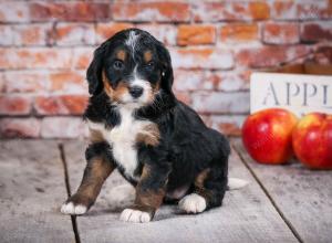 tri-colored standard bernedoodle near Chicago Illinois