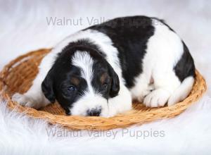 F1B Mini Bernedoodle in Illinois