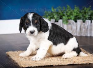 F1B Mini Bernedoodle in Illinois