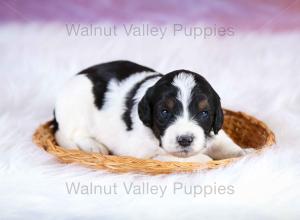 F1B Mini Bernedoodle in Illinois