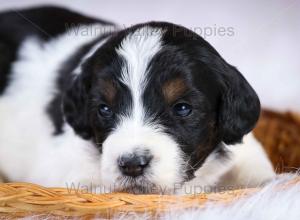 F1B Mini Bernedoodle in Illinois