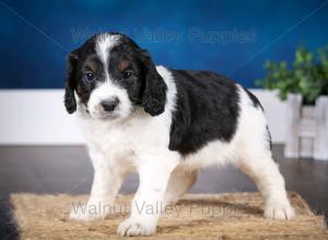 F1B Mini Bernedoodle in Illinois