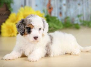 F1B mini bernedoodle near Chicago Illinois