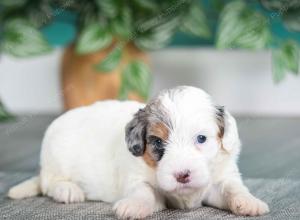 F1B mini bernedoodle near Chicago Illinois