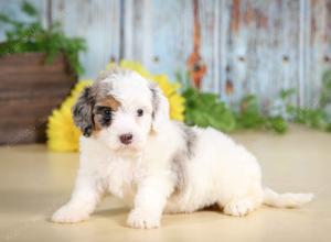 F1B mini bernedoodle near Chicago Illinois