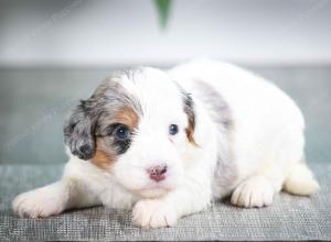 F1B mini bernedoodle near Chicago Illinois