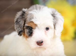 F1B mini bernedoodle near Chicago Illinois