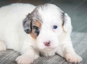 F1B mini bernedoodle near Chicago Illinois