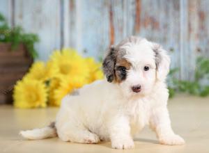 F1B mini bernedoodle near Chicago Illinois