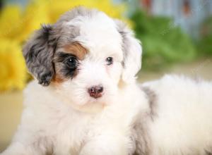 F1B mini bernedoodle near Chicago Illinois