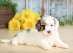 F1B mini bernedoodle near Chicago Illinois