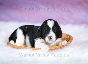 F1B Mini Bernedoodle in Illinois