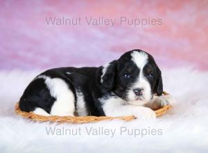 F1B Mini Bernedoodle in Illinois