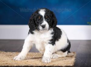 F1B Mini Bernedoodle in Illinois