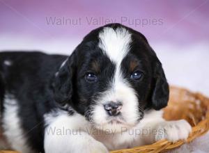 F1B Mini Bernedoodle in Illinois